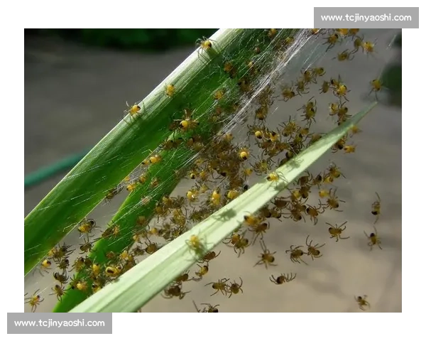 小蜘蛛的警示：世俱杯细节如丝，疏漏即失良机